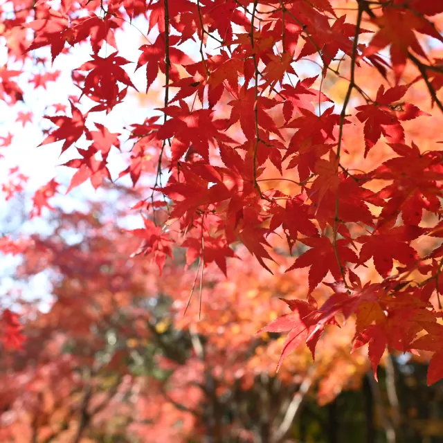 フォトギャラリー