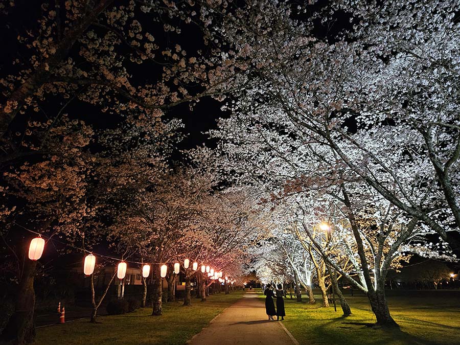 忠元公園 桜ウィーク