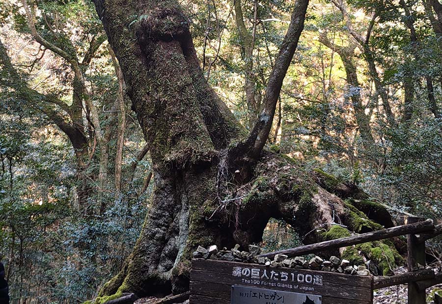 樹齢600年以上 日本最大級の巨木