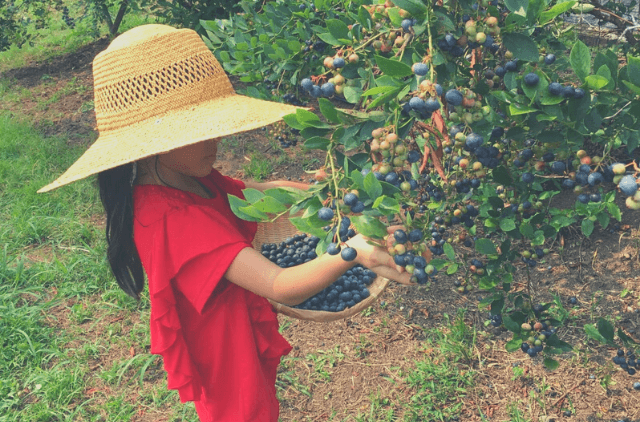 夏季限定！摘み取り体験
