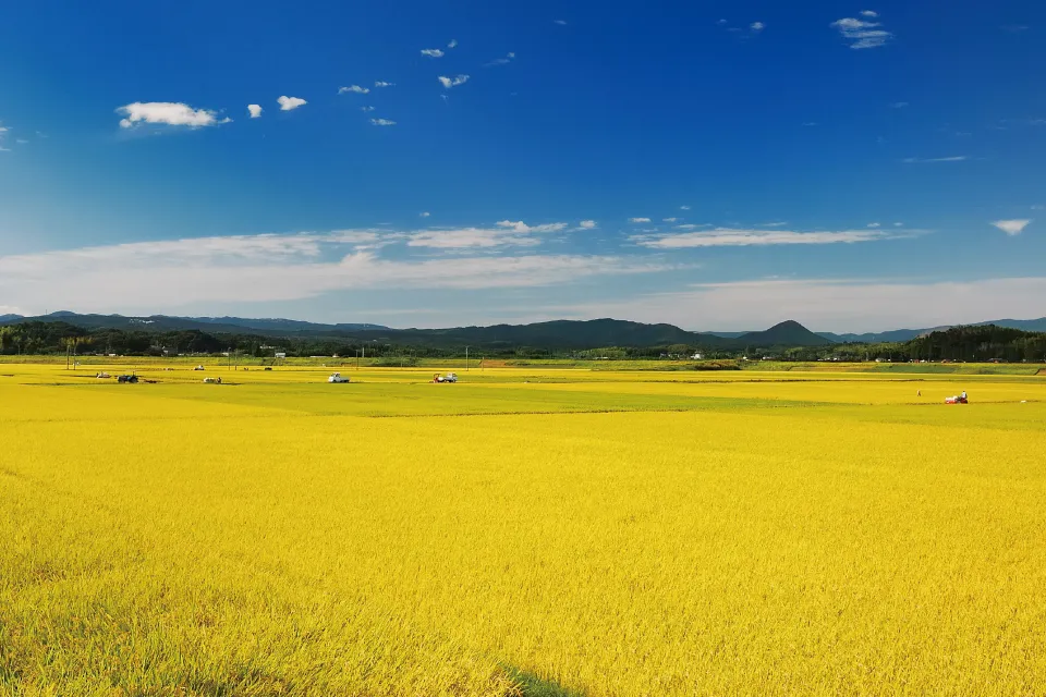 伊佐米について