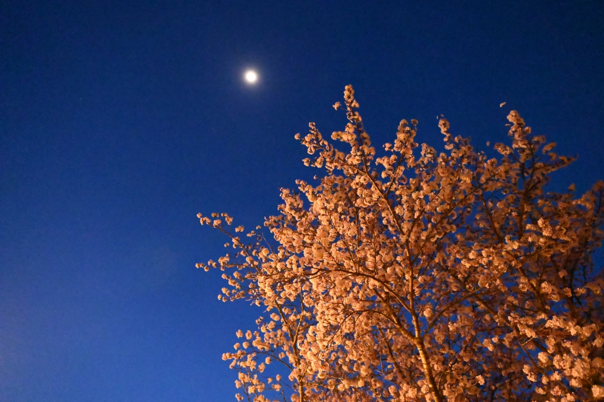 第68回　忠元公園 桜まつり