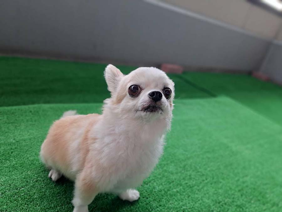 愛犬と宿泊！ペットのプロがいる温泉旅館