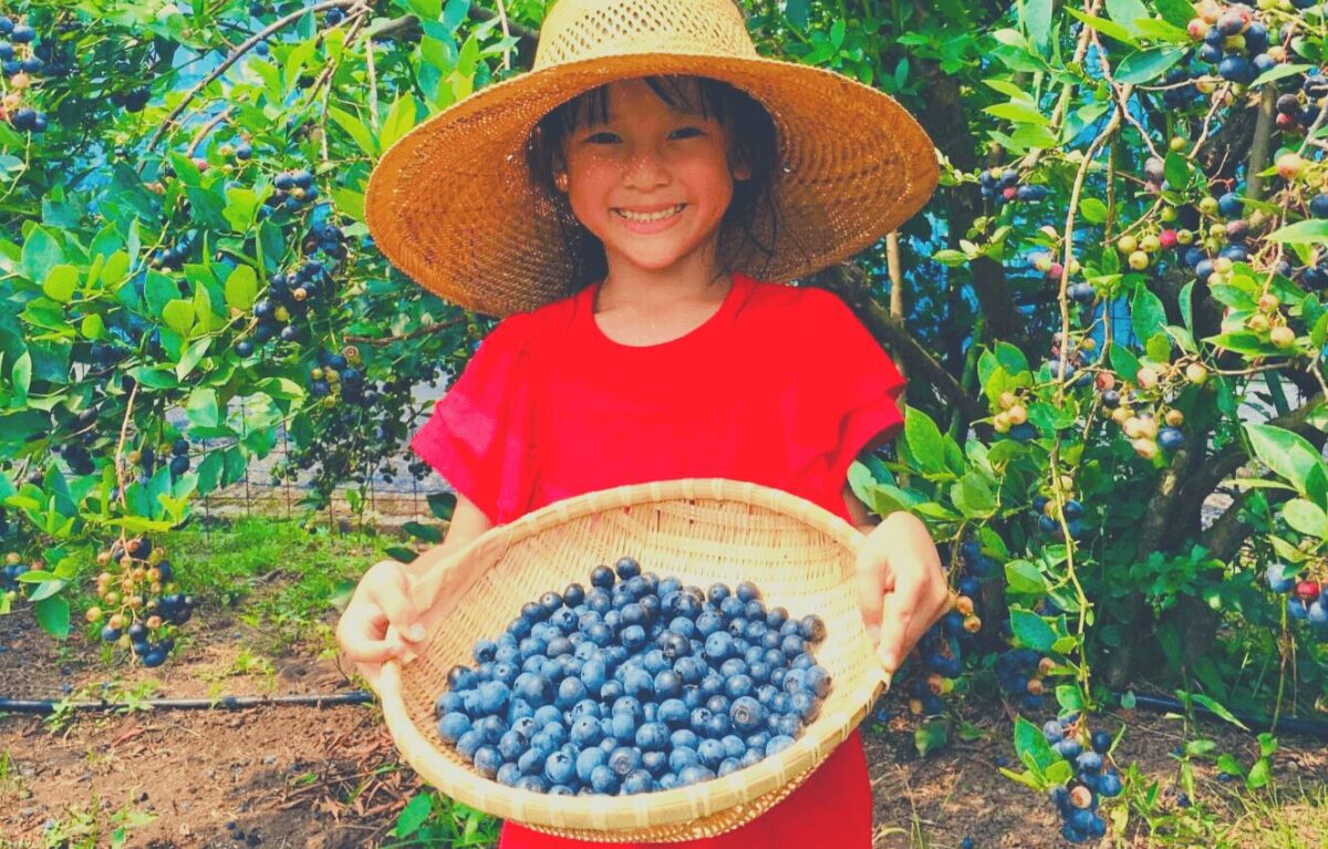 伊佐ブルーベリー摘み取り体験（夏季限定）